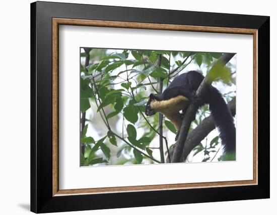 Black Giant Squirrel (Ratufa Bicolor) Gaoligong Mountain National Nature Reserve-Dong Lei-Framed Photographic Print