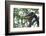 Black Giant Squirrel (Ratufa Bicolor) Gaoligong Mountain National Nature Reserve-Dong Lei-Framed Photographic Print