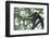 Black Giant Squirrel (Ratufa Bicolor) Gaoligong Mountain National Nature Reserve-Dong Lei-Framed Photographic Print