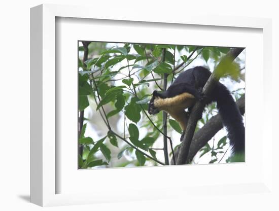 Black Giant Squirrel (Ratufa Bicolor) Gaoligong Mountain National Nature Reserve-Dong Lei-Framed Photographic Print