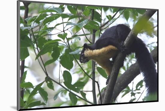 Black Giant Squirrel (Ratufa Bicolor) Gaoligong Mountain National Nature Reserve-Dong Lei-Mounted Photographic Print