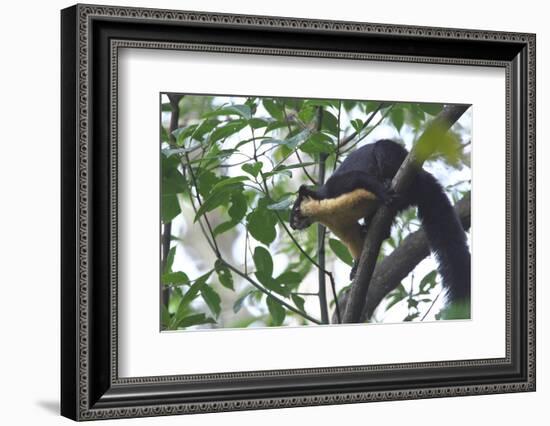 Black Giant Squirrel (Ratufa Bicolor) Gaoligong Mountain National Nature Reserve-Dong Lei-Framed Photographic Print