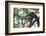 Black Giant Squirrel (Ratufa Bicolor) Gaoligong Mountain National Nature Reserve-Dong Lei-Framed Photographic Print