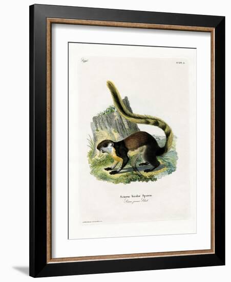 Black Giant Squirrel-null-Framed Giclee Print