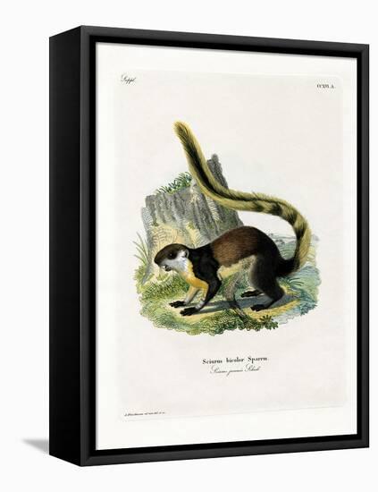 Black Giant Squirrel-null-Framed Premier Image Canvas