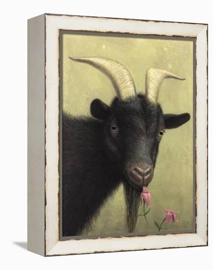 Black Goat Enjoying a Pink Flower-W Johnson James-Framed Premier Image Canvas