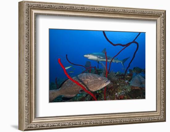 Black grouper and Caribbean Reef Shark, Jardines de la Reina National Park, Caribbean Sea, Cuba-Claudio Contreras-Framed Photographic Print