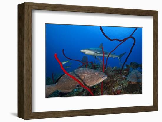 Black grouper and Caribbean Reef Shark, Jardines de la Reina National Park, Caribbean Sea, Cuba-Claudio Contreras-Framed Photographic Print