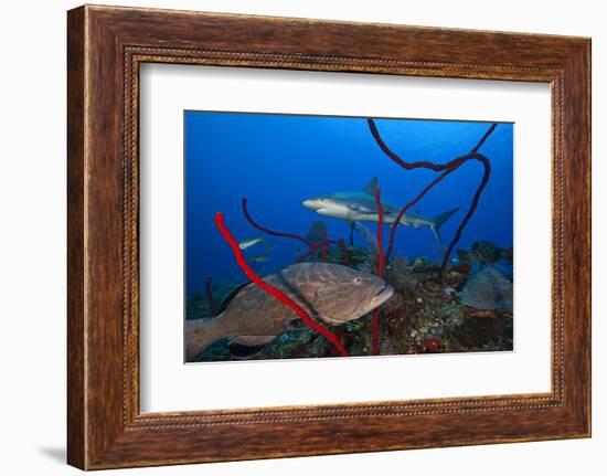 Black grouper and Caribbean Reef Shark, Jardines de la Reina National Park, Caribbean Sea, Cuba-Claudio Contreras-Framed Photographic Print