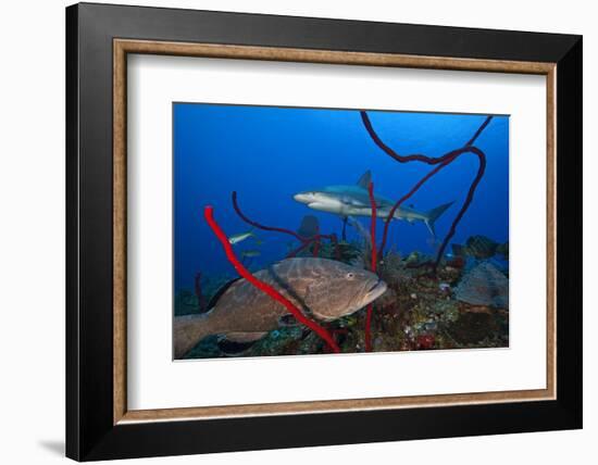 Black grouper and Caribbean Reef Shark, Jardines de la Reina National Park, Caribbean Sea, Cuba-Claudio Contreras-Framed Photographic Print