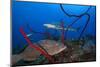 Black grouper and Caribbean Reef Shark, Jardines de la Reina National Park, Caribbean Sea, Cuba-Claudio Contreras-Mounted Photographic Print