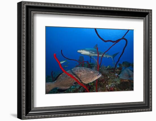 Black grouper and Caribbean Reef Shark, Jardines de la Reina National Park, Caribbean Sea, Cuba-Claudio Contreras-Framed Photographic Print