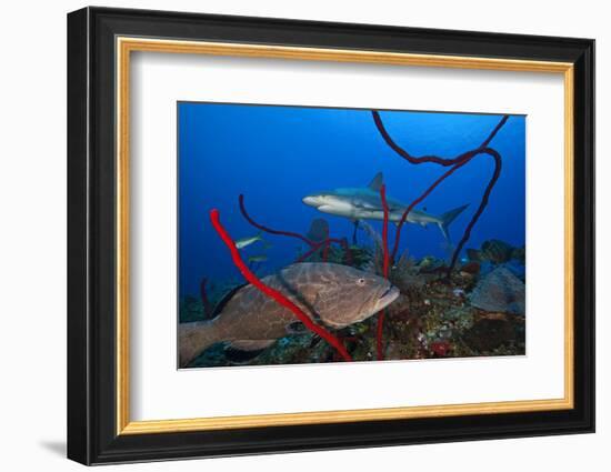 Black grouper and Caribbean Reef Shark, Jardines de la Reina National Park, Caribbean Sea, Cuba-Claudio Contreras-Framed Photographic Print