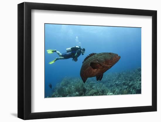 Black Grouper and Diver, Hol Chan Marine Reserve, Belize-Pete Oxford-Framed Photographic Print