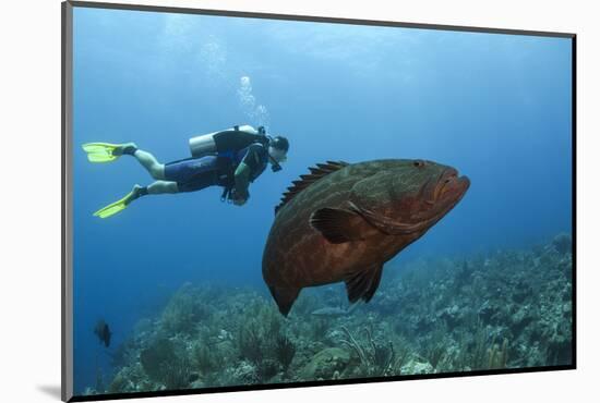 Black Grouper and Diver, Hol Chan Marine Reserve, Belize-Pete Oxford-Mounted Photographic Print