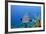 Black Grouper, Jardines De La Reina National Park, Cuba-Pete Oxford-Framed Photographic Print