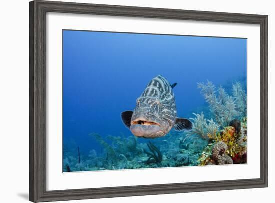 Black Grouper, Jardines De La Reina National Park, Cuba-Pete Oxford-Framed Photographic Print