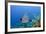 Black Grouper, Jardines De La Reina National Park, Cuba-Pete Oxford-Framed Photographic Print