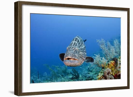 Black Grouper, Jardines De La Reina National Park, Cuba-Pete Oxford-Framed Photographic Print