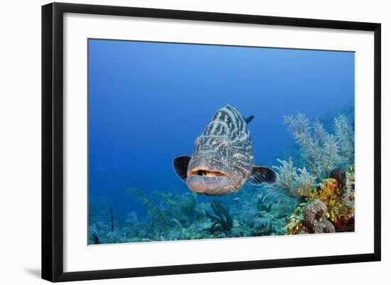 Black Grouper, Jardines De La Reina National Park, Cuba-Pete Oxford-Framed Photographic Print