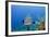 Black Grouper, Jardines De La Reina National Park, Cuba-Pete Oxford-Framed Photographic Print