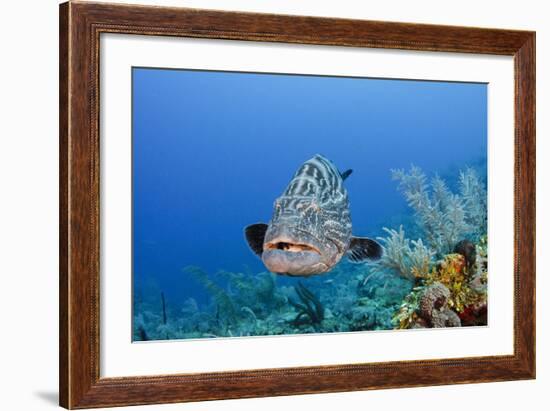 Black Grouper, Jardines De La Reina National Park, Cuba-Pete Oxford-Framed Photographic Print