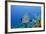 Black Grouper, Jardines De La Reina National Park, Cuba-Pete Oxford-Framed Photographic Print