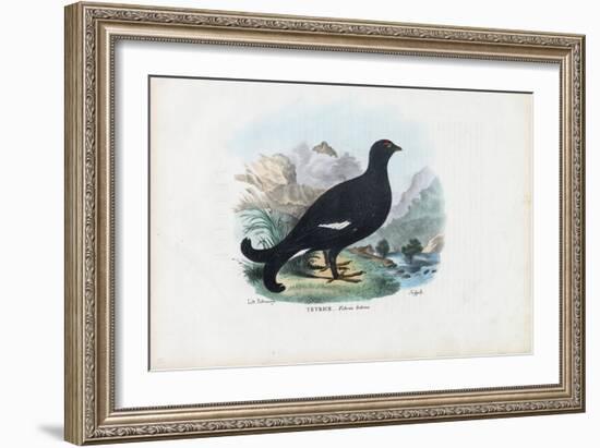 Black Grouse, 1863-79-Raimundo Petraroja-Framed Giclee Print