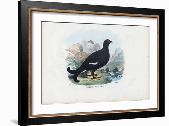 Black Grouse, 1863-79-Raimundo Petraroja-Framed Giclee Print