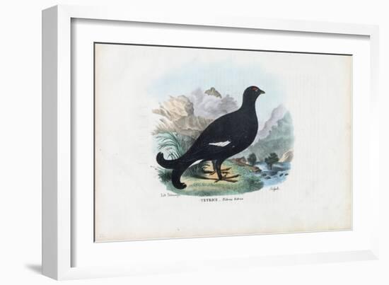 Black Grouse, 1863-79-Raimundo Petraroja-Framed Giclee Print