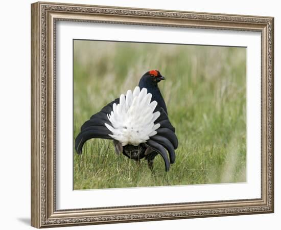 Black Grouse Black Cock Moor Cock Displaying on Lek, Upper Teesdale, Co Durham, UK-Andy Sands-Framed Photographic Print