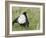 Black Grouse Black Cock Moor Cock Displaying on Lek, Upper Teesdale, Co Durham, UK-Andy Sands-Framed Photographic Print