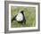 Black Grouse Black Cock Moor Cock Displaying on Lek, Upper Teesdale, Co Durham, UK-Andy Sands-Framed Photographic Print