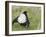 Black Grouse Black Cock Moor Cock Displaying on Lek, Upper Teesdale, Co Durham, UK-Andy Sands-Framed Photographic Print