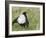 Black Grouse Black Cock Moor Cock Displaying on Lek, Upper Teesdale, Co Durham, UK-Andy Sands-Framed Photographic Print