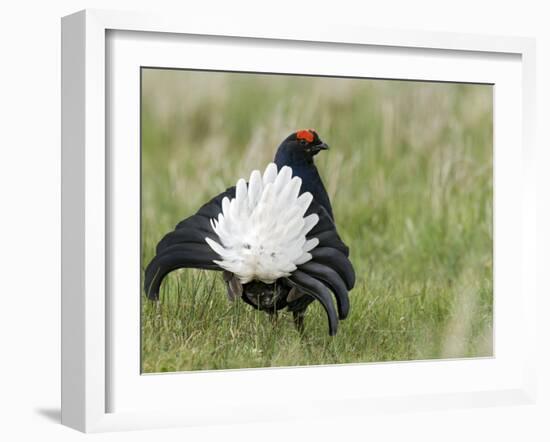 Black Grouse Black Cock Moor Cock Displaying on Lek, Upper Teesdale, Co Durham, UK-Andy Sands-Framed Photographic Print