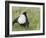 Black Grouse Black Cock Moor Cock Displaying on Lek, Upper Teesdale, Co Durham, UK-Andy Sands-Framed Photographic Print