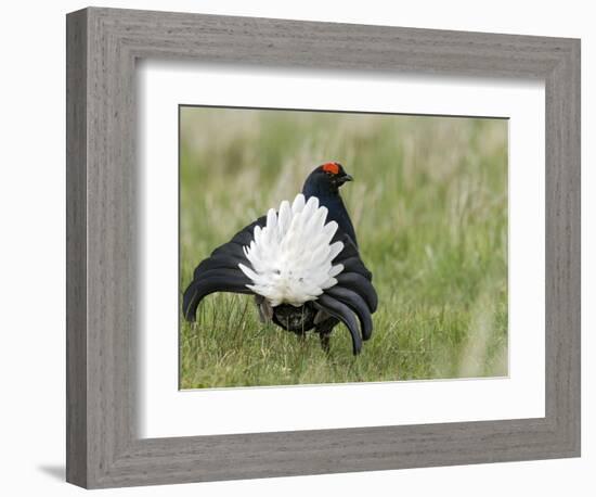 Black Grouse Black Cock Moor Cock Displaying on Lek, Upper Teesdale, Co Durham, UK-Andy Sands-Framed Photographic Print