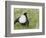 Black Grouse Black Cock Moor Cock Displaying on Lek, Upper Teesdale, Co Durham, UK-Andy Sands-Framed Photographic Print