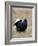 Black Grouse Displaying at Lek, Upper Teesdale, County Durham, England, UK-Toon Ann & Steve-Framed Photographic Print