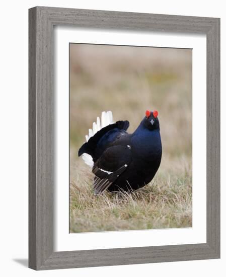 Black Grouse Displaying at Lek, Upper Teesdale, County Durham, England, UK-Toon Ann & Steve-Framed Photographic Print