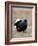 Black Grouse Displaying at Lek, Upper Teesdale, County Durham, England, UK-Toon Ann & Steve-Framed Photographic Print