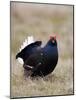 Black Grouse Displaying at Lek, Upper Teesdale, County Durham, England, UK-Toon Ann & Steve-Mounted Photographic Print