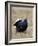 Black Grouse Displaying at Lek, Upper Teesdale, County Durham, England, UK-Toon Ann & Steve-Framed Photographic Print