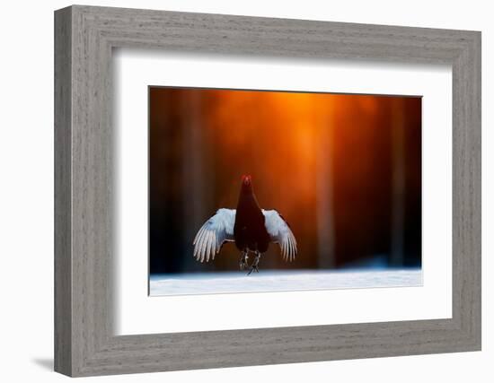 Black grouse jumping, part of a dominance display, Finland-Markus Varesvuo-Framed Photographic Print