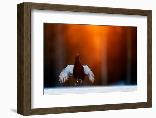 Black grouse jumping, part of a dominance display, Finland-Markus Varesvuo-Framed Photographic Print