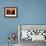 Black grouse jumping, part of a dominance display, Finland-Markus Varesvuo-Framed Photographic Print displayed on a wall