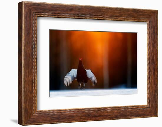 Black grouse jumping, part of a dominance display, Finland-Markus Varesvuo-Framed Photographic Print