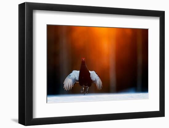 Black grouse jumping, part of a dominance display, Finland-Markus Varesvuo-Framed Photographic Print