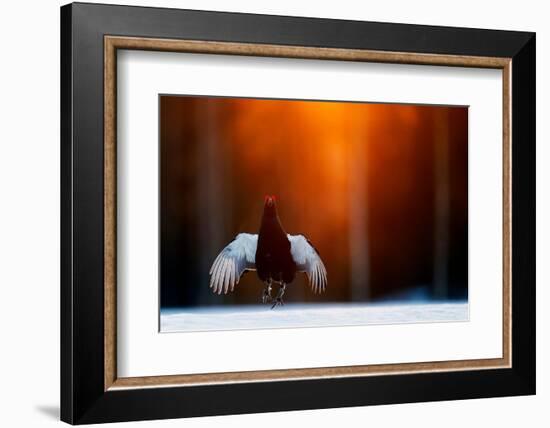 Black grouse jumping, part of a dominance display, Finland-Markus Varesvuo-Framed Photographic Print